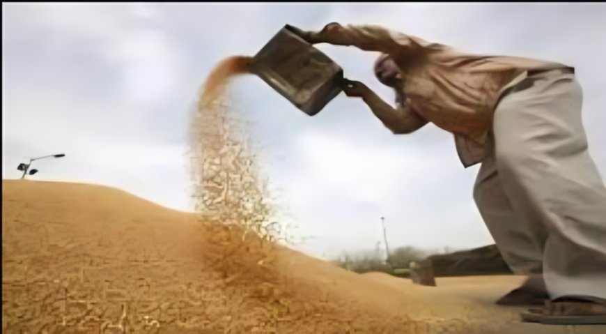 Hathras News: जनपद में सरकारी गेहूँ खरीद की हुई शुरूआत, DM ने कुल 64 गेहूँ क्रय केन्द्र अनुमोदित किये