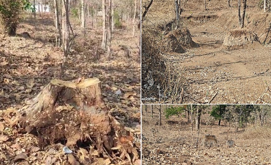 Madhya Pradesh News: पश्चिम वन मण्डल में फिर सामने आई अनियमितता- गवासेन रेंज में किचन शेड निर्माण के नाम पर काट दिया हराभरा सागौन का पेड़। 