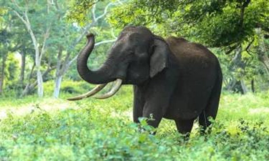 जंगल में गई महिला के ऊपर हाथी ने किया हमला, मौके पर हुई मौत। 