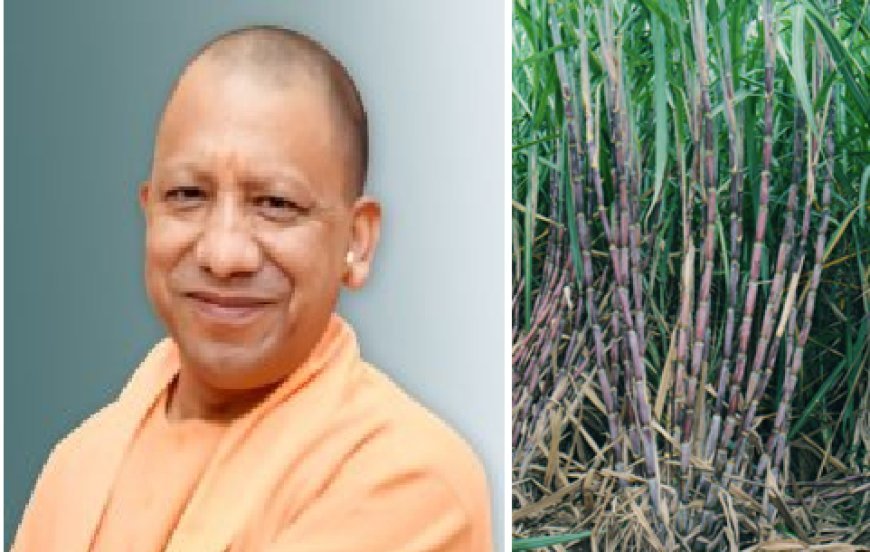Lucknow News: योगी सरकार के प्रयासों से बदल रही गन्ना किसानों की जिंदगी, विपक्षी सरकारों में थी खस्ता हालत। 