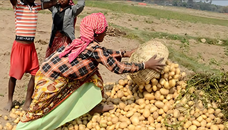 Lucknow News: प्रदेश के निजी शीतगृहों में आलू अथवा अन्य कृषि उत्पाद के भण्डारण की कोई समस्या नहीं, किसानों के हितों के लिए उठाए जा रहे अनेक कदम 