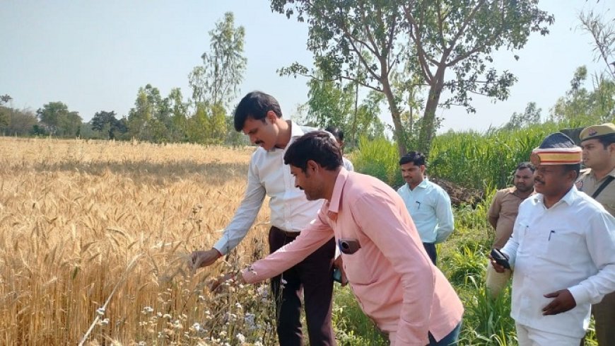 Hardoi News: जिलाधिकारी ने देखा क्रॉप कटिंग का कार्य- 10 मीटर समबाहु त्रिभुज में 19 किलो 300 ग्राम गेहूं की उपज निकली। 