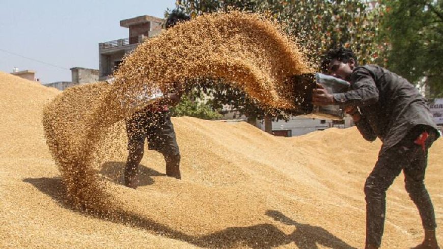 Lucknow News: पहली बार अप्रैल के पहले सप्ताह में एक लाख मीट्रिक टन से अधिक हुई गेहूं खरीद।