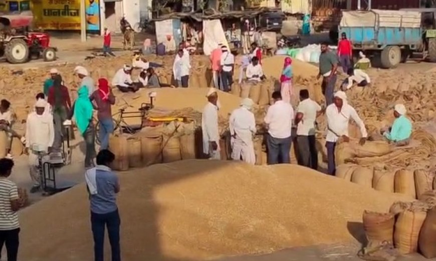 Palwal News: जिले की मंडियों में अनाज की बोरियों का उठान हुआ शुरू।  