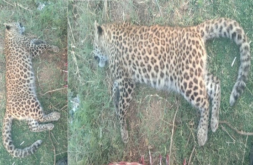 Uttarakhand News: अज्ञात वाहन की चपेट में आने से गुलदार की मौत। 