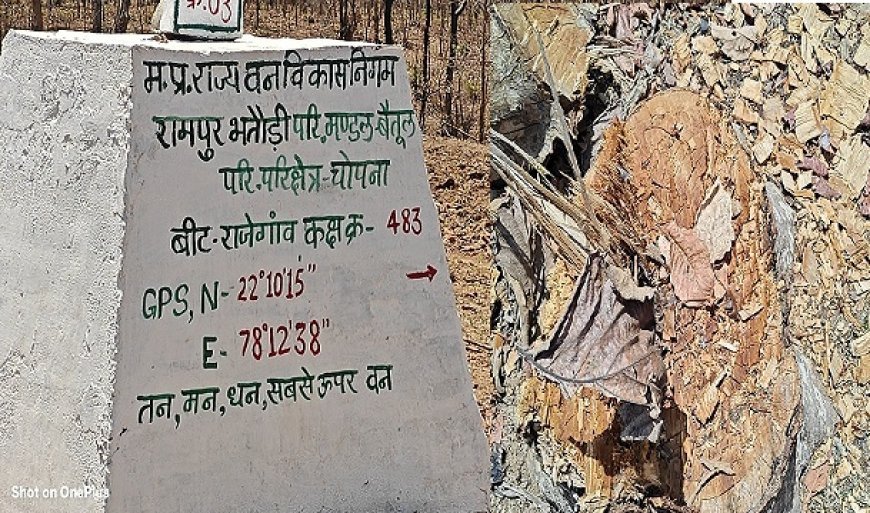 MP News: चोपना में अतिक्रमण और अवैध कटाई के मामले में अब तक नही हो पाई जांच, खबरें प्रसारित होने के बाद भी की जा रही लीपापोती। 