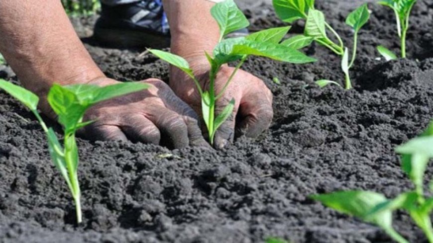 Lucknow News: जन, जल और जमीन के जीवन के लिए प्राकृतिक खेती पर जोर, प्राकृतिक खेती की बुनियाद बन रहे गोवंश