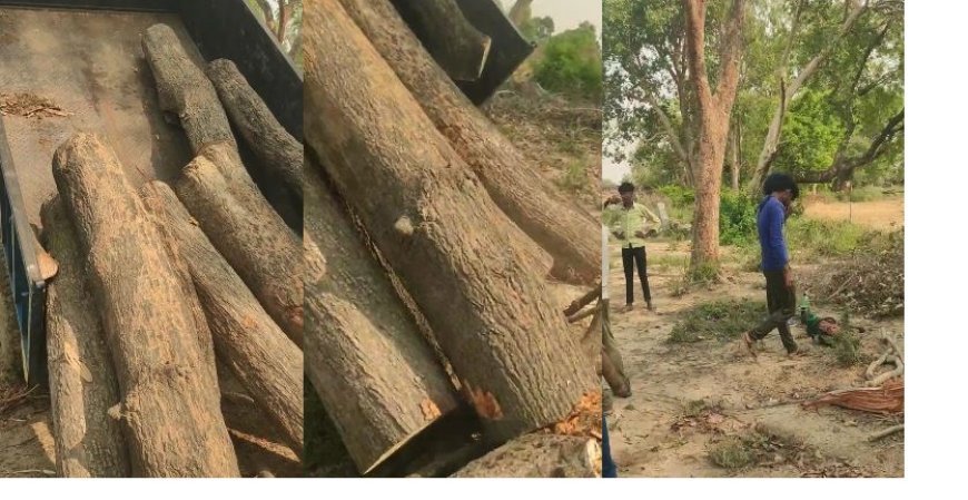 Hardoi News: जिले में हरे पेड़ों को काट रहे अवैध कटान के सौदागर, DFO बेखबर, वीडियो वायरल, कोर्ट में विवादित है जमीन