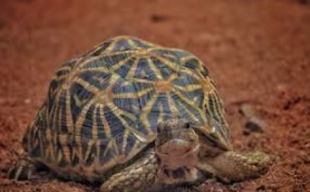 Bareilly News: बरेली में बनेगा पश्चिमी उत्तर प्रदेश का पहला कछुआ संरक्षण क्षेत्र, CM के निर्देश पर ईको टूरिज्म के रूप में विकसित करने की तैयारी