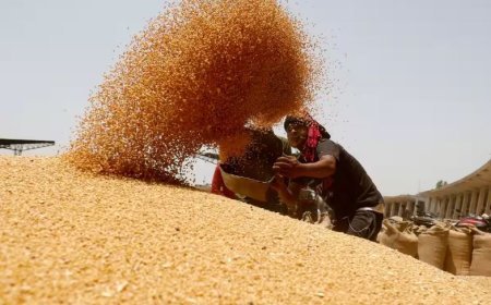 Lucknow News: उत्तर प्रदेश ने बनाया नया कीर्तिमान, 1.73 लाख किसानों से 9.26 लाख मीट्रिक टन से अधिक की हुई गेहूं खरीद