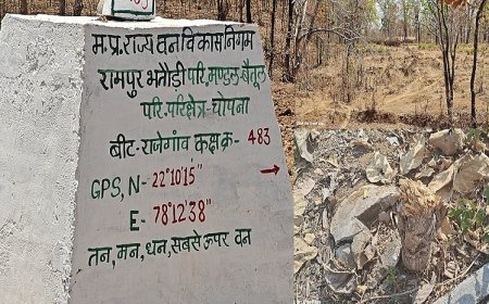 MP News: निगम के जंगल भगवान भरोसे, रक्षक ही बेच रहे जंगल- कक्ष क्रमांक 483 राजेगांव ,327 हीरापल्ला में आज तक नही हुई कोई जांच। 