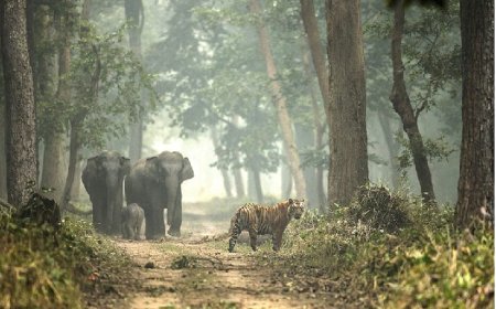 Dudhwa Tiger Reserve: शुल्क नहीं, सुविधाओं में वृद्धि करके योगी सरकार ने बढ़ाई आय। 