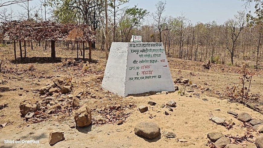 MP News: निगम के जंगल भगवान भरोसे- रक्षक ही बेच रहे जंगल, हो रही बेख़ौफ़ सागौन के पेड़ों की कटाई। 