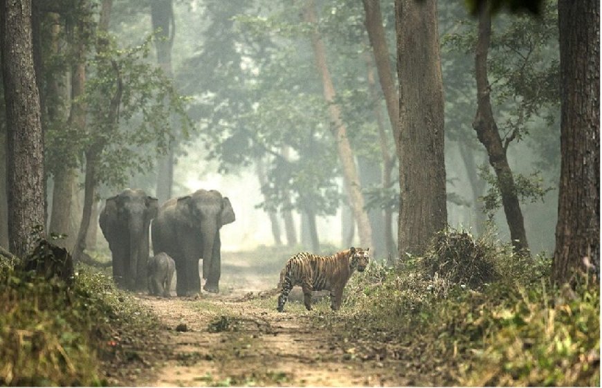 Dudhwa Tiger Reserve: शुल्क नहीं, सुविधाओं में वृद्धि करके योगी सरकार ने बढ़ाई आय। 