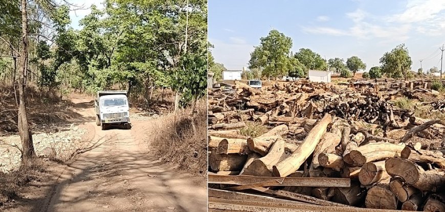MP News: CCF के संरक्षण में रेलवे के ठेकेदारों के हौसले बुलंद- तबाह हो रहे वृत के जंगल, जगह जगह जेसीबी से खोदकर बनाये बीच जंगल मे रास्ते। 