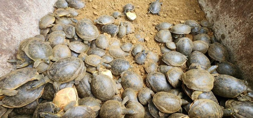 Varanasi News: नमामि गंगे के तहत वाराणसी में कछुआ संरक्षण की नई मिसाल: 2017-2025 में 3,298 कछुओं का पुनर्वास