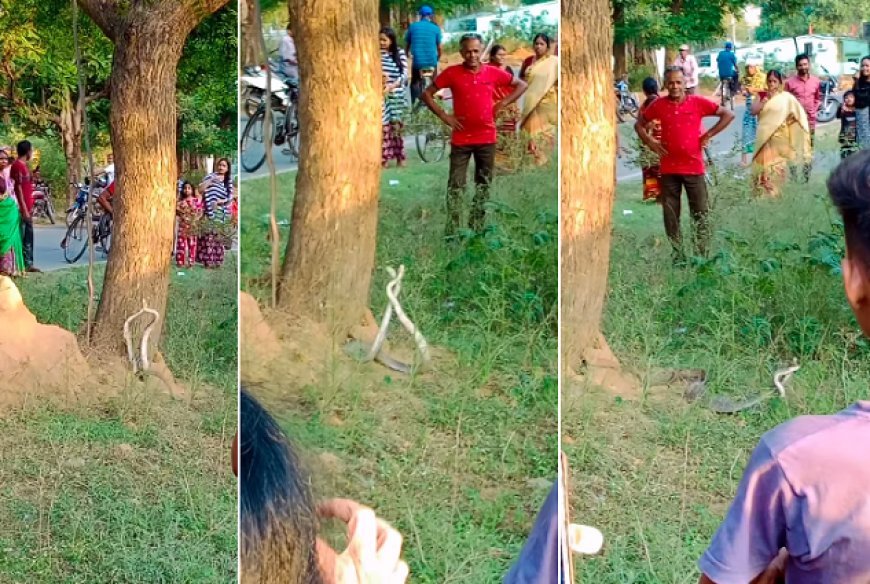 Ajab Gajab: पार्क में सांपों का अनोखा रोमांस, वायरल वीडियो ने मचाया तहलका, लाखों लोग बने तमाशबीन। 