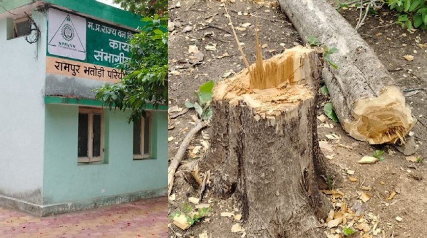 MP News: निगम में एक और मामला आया सामने- 2 दर्जन से अधिक सागौन के पेड़ों की अवैध कटाई करके ले जाये जा रहे थे माफिया। 