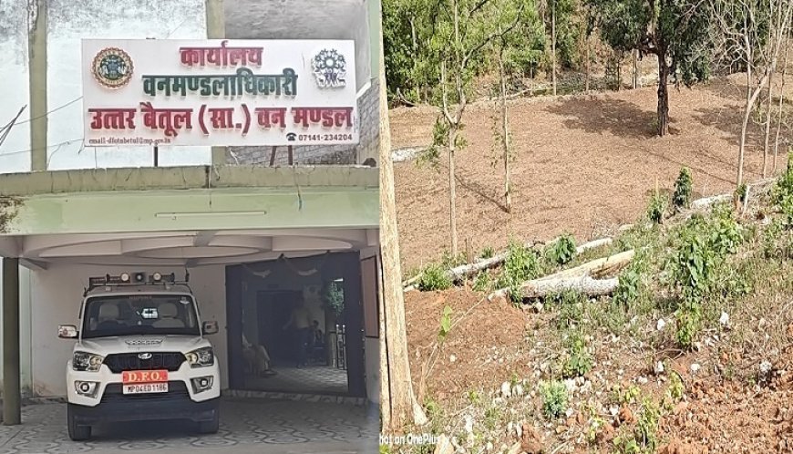 MP News: सामान्य वन मण्डल के जंगल में अतिक्रमणकारियों का राज, आधा सैकड़ा सागौन के पेड़ काटकर जेसीबी से तैयार की खेती के लिए जमीन, डीएफओ ने कहा जांच के बाद होगी कार्यवाही। 