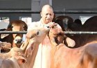 Lucknow: योगी सरकार का गौरवशाली रिकॉर्ड: यूपी में सबसे ज्यादा 16 लाख गोवंश संरक्षित।