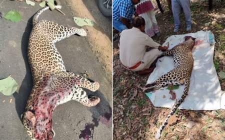 MP News: गवासेन रेंज में NH पर अज्ञात वाहन की टक्कर से तेंदुए की मौत, बस चालक की सूचना पर मौके पर पहुँचा वन अमला। 