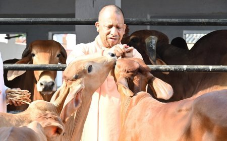 Lucknow: योगी सरकार का गौरवशाली रिकॉर्ड: यूपी में सबसे ज्यादा 16 लाख गोवंश संरक्षित।