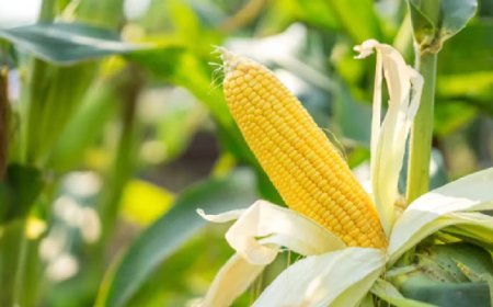 UP News: मक्के की खेती के मुरीद हुए यूपी के किसान- एमएसपी से खरीद की सुनिश्चित गारंटी, त्वरित मक्का विकास जैसी योजनाएं बनीं जरिया। 