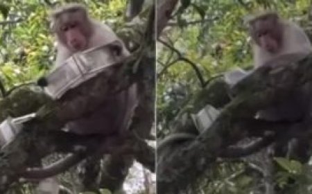Viral News: पर्यटक की गड्डी छीनकर पेड़ से बरसाए 500 रुपये के नोट, वायरल हुआ वीडियो, कोडैकनाल में बंदर की चोरी और नोटों की बारिश। 