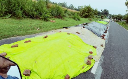 Hardoi News: बारिश ने बढ़ाई मक्का किसानों की मुश्किलें, सांडी-कन्नौज मार्ग पर सैकड़ों क्विंटल मक्का भीगने से नुकसान का खतरा