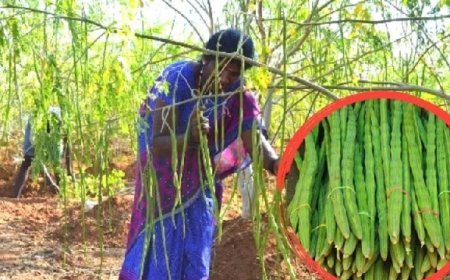 UP News: पोषण का पॉवर हाउस कहे जाने वाले सहजन को लेकर सीएम योगी का खास निर्देश। 