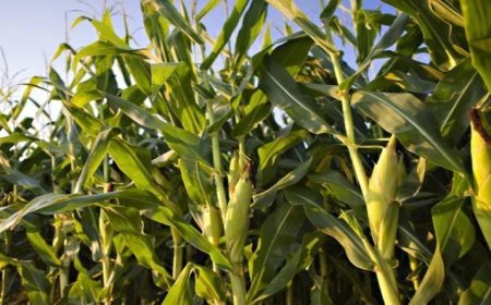 Lucknow News : खरपतवारनाशी पर 50 प्रतिशत अनुदान दे रही सरकार, अधिक पैदावार के लिए खरीफ फसलों को खरपतवार से बचाएं किसान