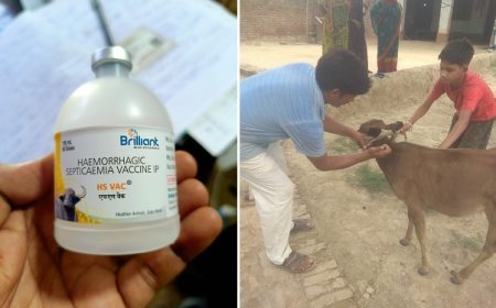 Hardoi News: खबर का असर- पशुओं का टीकाकरण अभियान शुरू, वैक्सीन लगाकर पशुओं को किया जा रहा निरोग। 