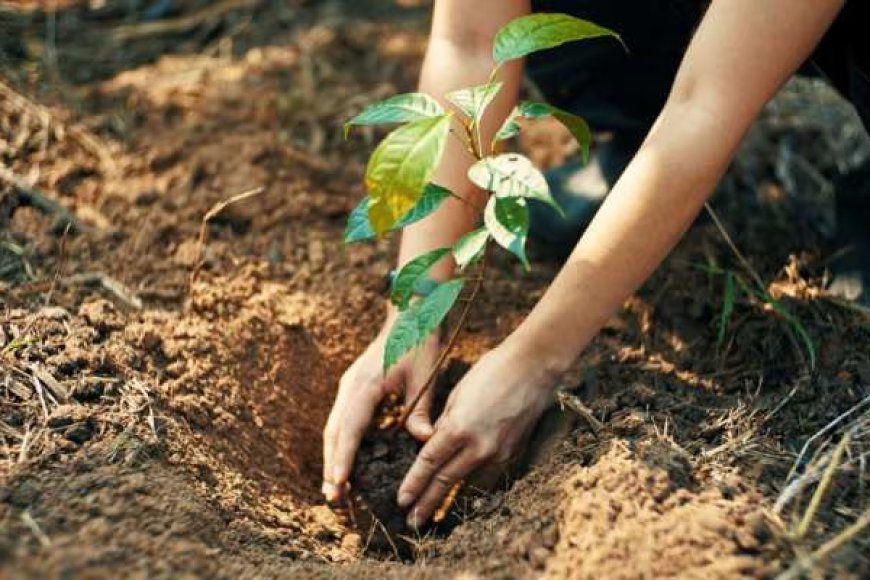 पौधरोपण महायज्ञ-2026: शिक्षक दिवस (5 सितंबर) पर गुरु के सम्मान में रोपे जाएंगे पौधे