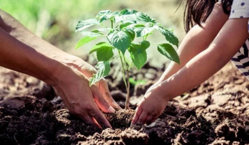 UP: पौधरोपण महाभियान-2025- सभी 75 जनपदों में पौधरोपण करेंगे योगी के मंत्री। 