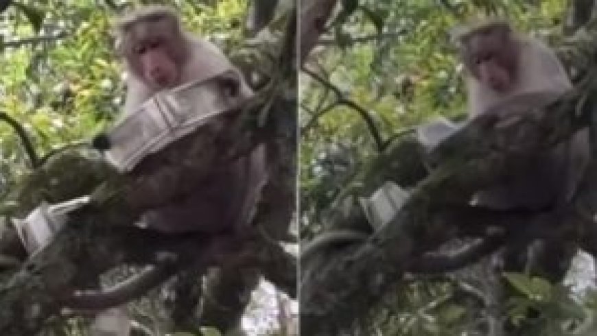 Viral News: पर्यटक की गड्डी छीनकर पेड़ से बरसाए 500 रुपये के नोट, वायरल हुआ वीडियो, कोडैकनाल में बंदर की चोरी और नोटों की बारिश। 
