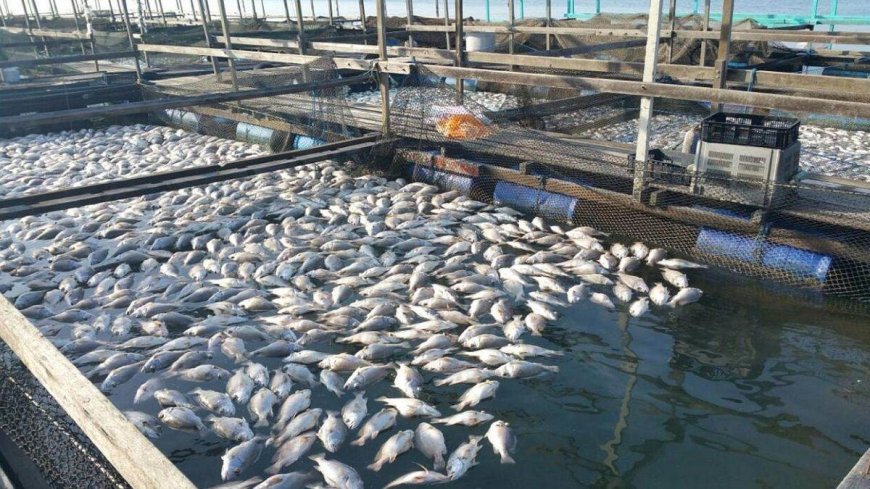 Barabanki News : गाढ़ेवीर बाबा मंदिर के अमृत सरोवर में मछली पालन के खिलाफ ग्रामीणों का प्रदर्शन, डीएम को सौंपा ज्ञापन