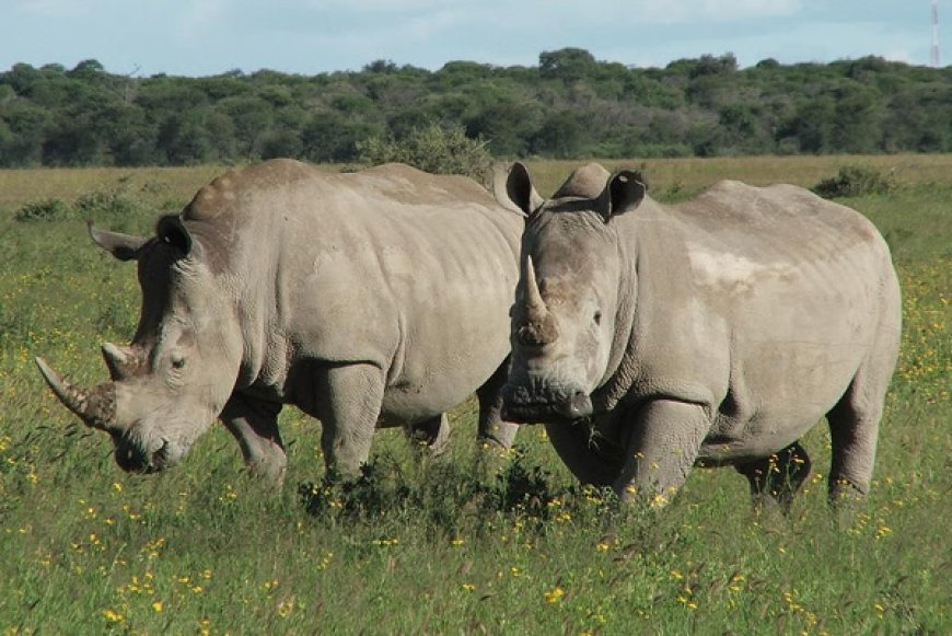 Lucknow News: योगी सरकार गैंडों के संरक्षण के लिए बनायेगी नये राइनो रिहैब्लिटेशन सेंटर। 