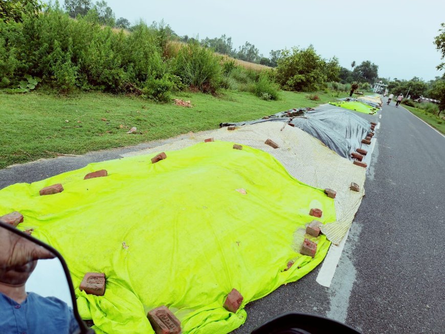 Hardoi News: बारिश ने बढ़ाई मक्का किसानों की मुश्किलें, सांडी-कन्नौज मार्ग पर सैकड़ों क्विंटल मक्का भीगने से नुकसान का खतरा