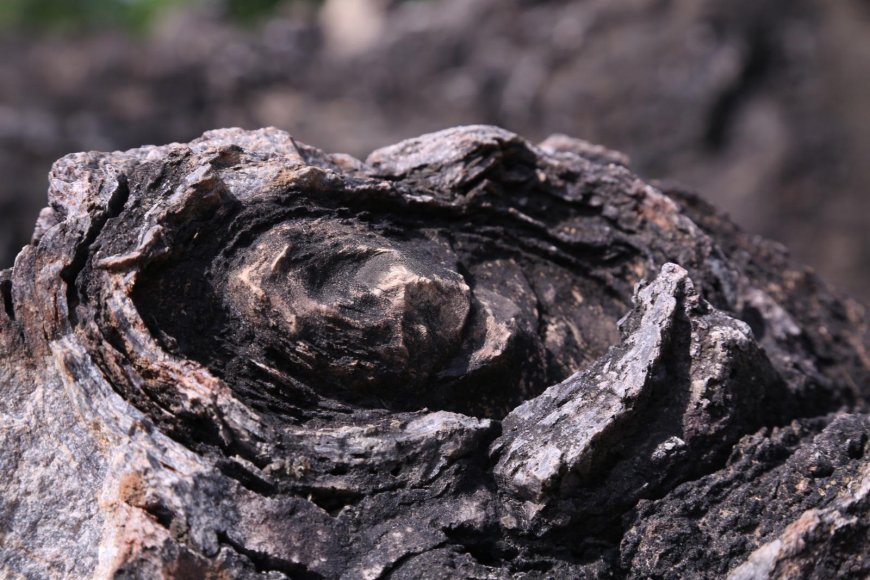 Lucknow News : दुनिया का सबसे प्राचीन सोनभद्र का जीवाश्म पार्क यूनेस्को की धरोहर में शामिल