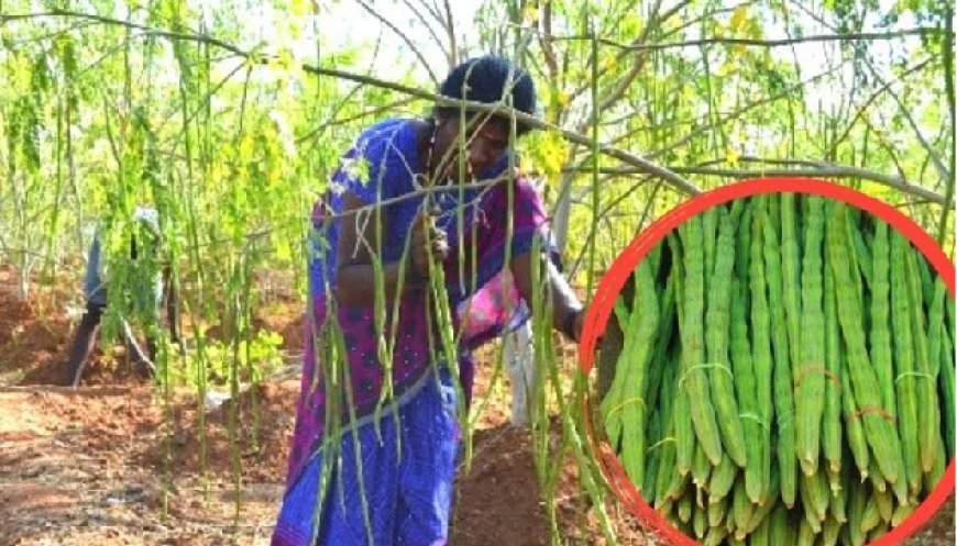 UP News: पोषण का पॉवर हाउस कहे जाने वाले सहजन को लेकर सीएम योगी का खास निर्देश। 