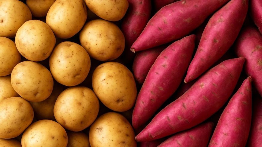 Lucknow News : अंतर्राष्ट्रीय आलू केंद्र को केंद्रीय मंत्रिमंडल की मंजूरी, बीज से बाजार तक अनेक नवाचार होंगे आलू और शकरकंद के लिए