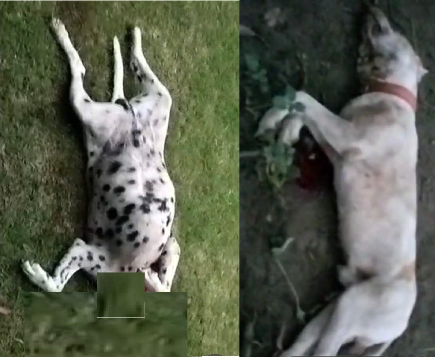 UK News: बाजपुर के विक्रमपुर में तेंदुए का आतंक, राणा फॉर्म में कुत्ते की मौत, ग्रामीणों में दहशत