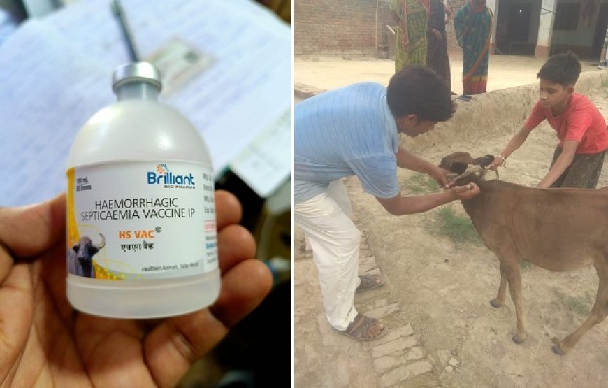 Hardoi News: खबर का असर- पशुओं का टीकाकरण अभियान शुरू, वैक्सीन लगाकर पशुओं को किया जा रहा निरोग। 