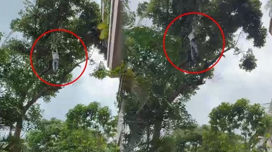 अजब- गजब: नशे में धुत एक शख्स कटहल तोड़ने के लिए 50 फीट ऊंचे पेड़ पर चढ़ा, वायरल वीडियो ने मचाई सनसनी। 