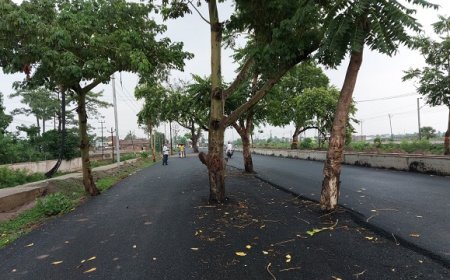 अजब- गजब: 100 करोड़ की बनी सड़क, पेड़ हटाने का याद नहीं, सड़क के बीच खड़े हैं कई पेड़। 