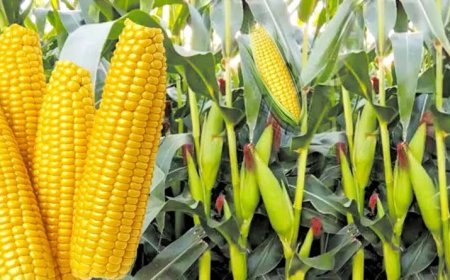 Lucknow News : UP में मक्का की उत्पादकता में वृद्धि और किसानों को जागरूक करने पर योगी सरकार का जोर, कृषि भवन में शुक्रवार (4 जुलाई) को बैठक में होगी चर्चा 