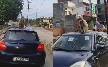 अजब- गजब: कार की छत पर 2 किलोमीटर का सफर, वायरल वीडियो ने मचाई धूम, चित्रकूट में लंगूर की शाही सवारी। 