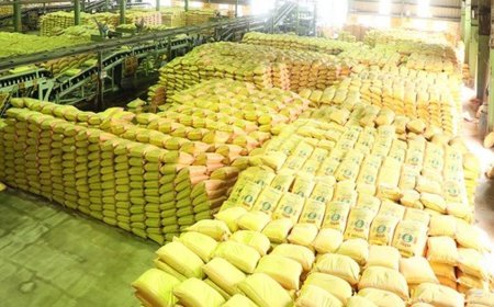 Lucknow News : यूरिया कालाबाजारी पर कार्रवाई-  26 एफआईआर, 580 विक्रेताओं को नोटिस, बलरामपुर के कृषि अधिकारी निलंबित, जांच में दोषी पाए गए