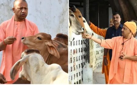 Lucknow News : अब किसान गोद ले सकेंगे 1 से 4 गोवंश, बनेंगे कैटल शेड और लगेंगी स्मॉल बायोगैस यूनिटें