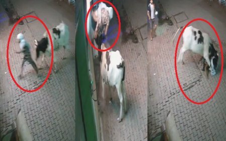 Sambhal: छुट्टा सांड़ का आतंक- संभल में बुजुर्ग महिला पर जानलेवा हमला, वायरल वीडियो ने खोली प्रशासन की पोल। 